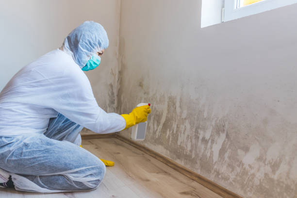 Licensed Mold Removal service in Marion, VA - WQB Mold Removal